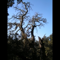 Arbre mort - Silhouette (1)